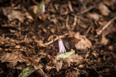 Erythronium den-canis, köpek dişi menekşesi bir ormanda çiçek açıyor.