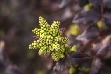 Baharın başında Oregon üzüm çiçekleri