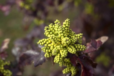 Baharın başında Oregon üzüm çiçekleri 