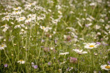 İlkbaharda kır çiçekleriyle dolu bir arazi 