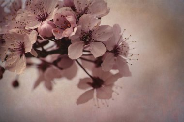 İlkbaharda açan kiraz ağacı çiçekleri