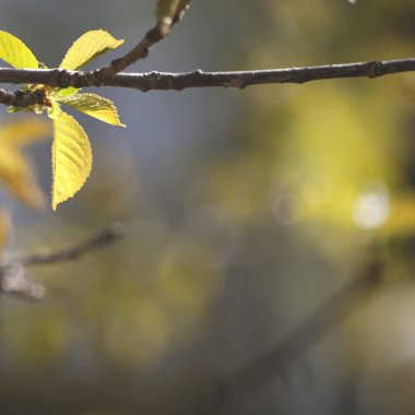 Minimalist doğa arka plan yakın plan görüntüsü