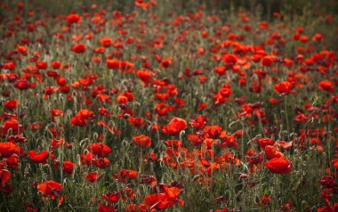 Castilla 'da yaygın gelincik ya da papaver rhoeas - La Mancha Fields, S