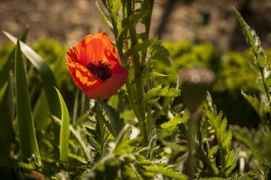 Bahçedeki sıradan gelincik ya da papaver. 