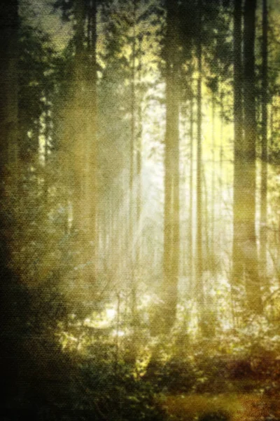 Abstract Forest Light Trees — Stock Photo, Image