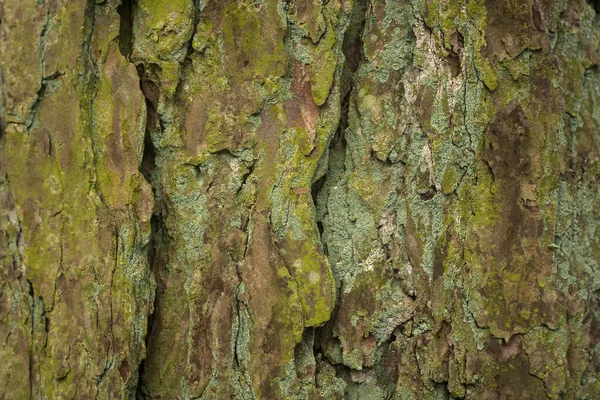 Vista Cerca Piel Del Árbol Viejo —  Fotos de Stock