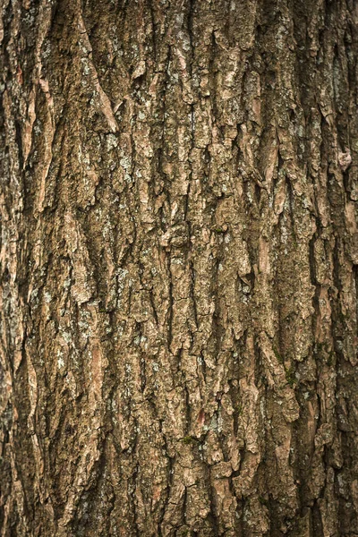 Текстура Шкіри Соснового Дерева Або Фон — стокове фото