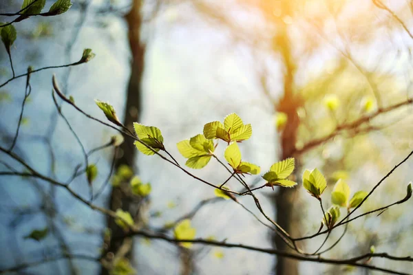 Faia Florescendo Início Primavera — Fotografia de Stock