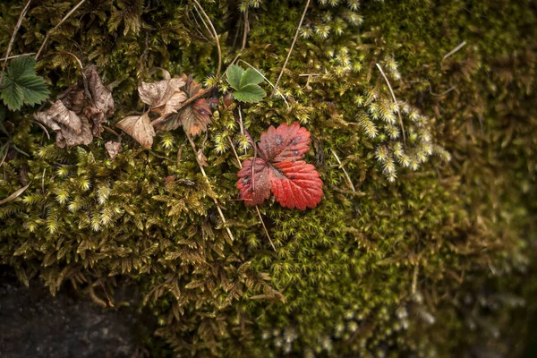 青苔上的红叶 — 图库照片