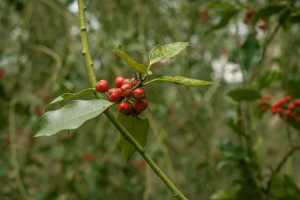 Холлі Або Європейська Гілка Ilex Червоними Фруктами — стокове фото