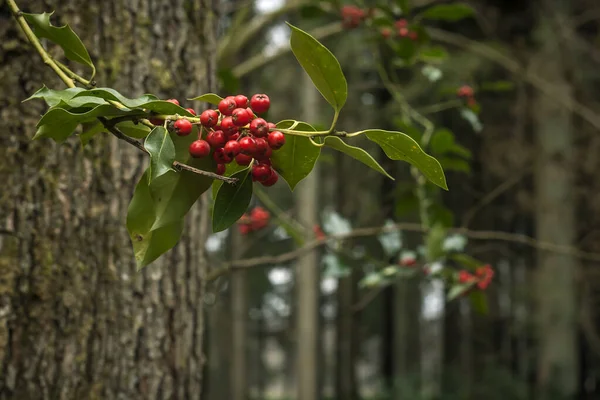 Холлі Або Європейська Гілка Ilex Червоними Фруктами — стокове фото