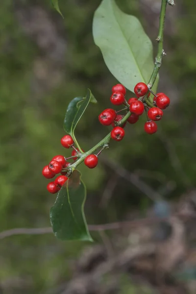 Холлі Або Європейська Гілка Ilex Червоними Фруктами — стокове фото