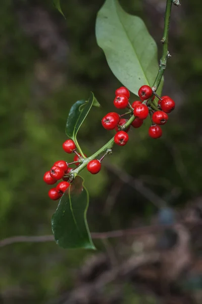 Холлі Або Європейська Гілка Ilex Червоними Фруктами — стокове фото