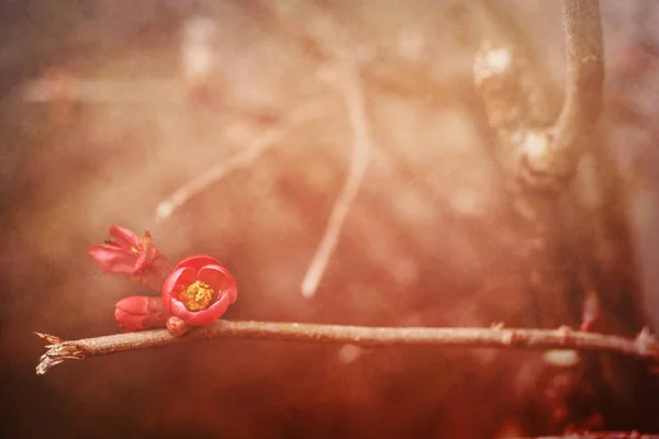 春花盛开的古色古香背景 — 图库照片