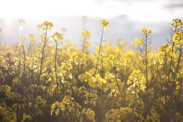 Luz Solar Suave Flores Amarelas Colza Backgr Sonhador Sazonal — Fotografia de Stock
