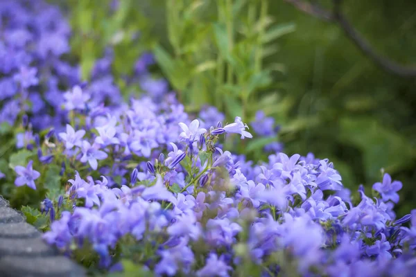 Purple Campanulas Blooming Garden — Stock Photo, Image