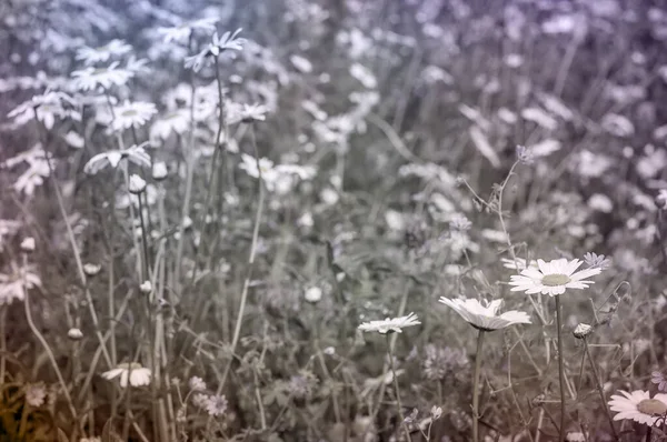 Lente Psychedelische Achtergrond Met Gedempte Tonen — Stockfoto