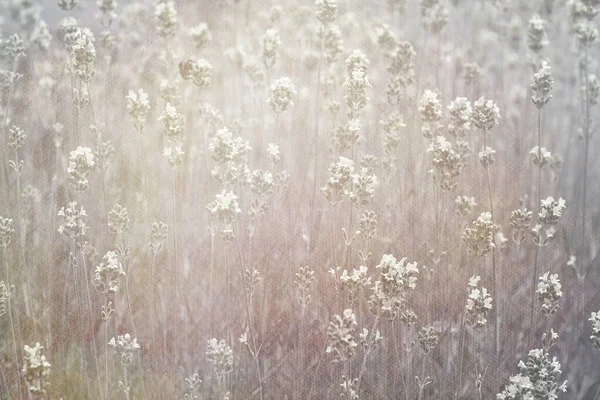 Dreamy Floral Background Close View — Stock Photo, Image