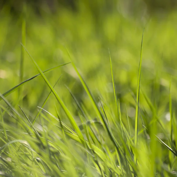 Verschwommene Nahsicht Auf Das Gras — Stockfoto