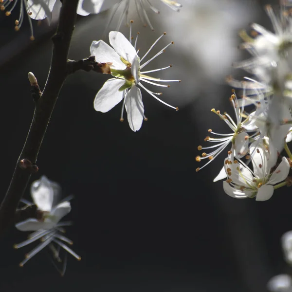 4月の桜暗い背景 — ストック写真