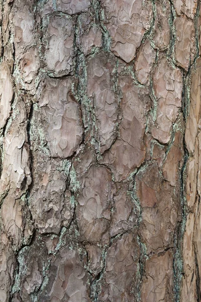 Vieil Écorce Arbre Vue Rapprochée — Photo