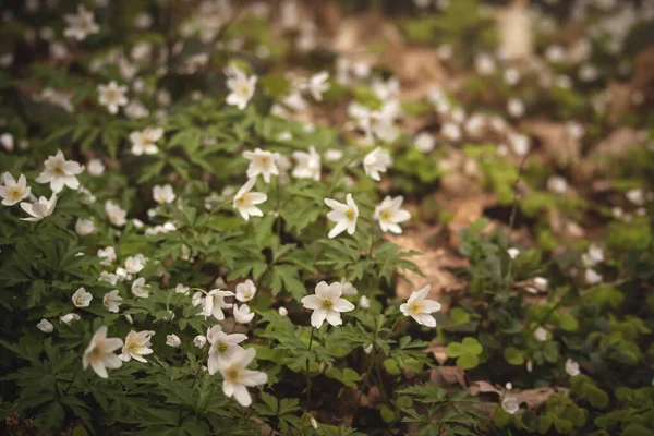 Wild Anemone Nemorosa Wood Anemone Flowers Blooming Early — Stock Photo, Image