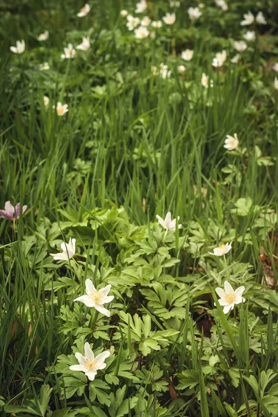 Wild Anemone Nemorosa Wood Anemone White Flowers Blooming — Stock Photo, Image