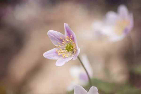 wild anemone nemorosa or wood anemone flower blooming in early s