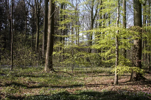 Floresta Belga Primavera Com Faia Flores — Fotografia de Stock