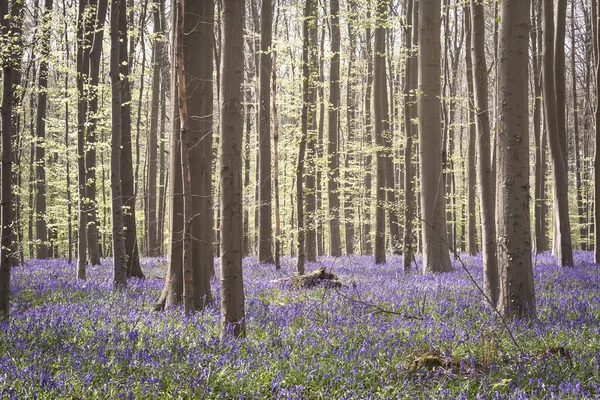 Floresta Com Bluebells Vista Close — Fotografia de Stock