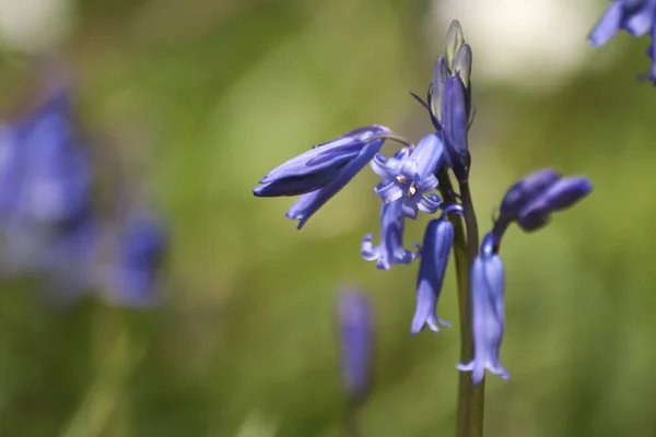 Wilde Bluebells Bloeien April — Stockfoto