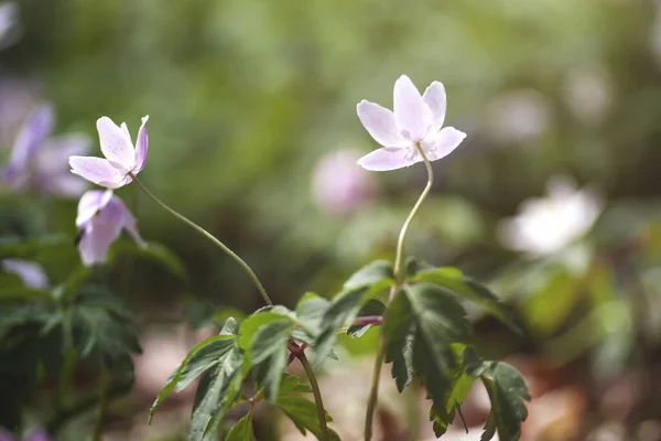 Ein Paar Wilde Rosa Anemonen Die Einem Frühlingswald Wachsen — Stockfoto