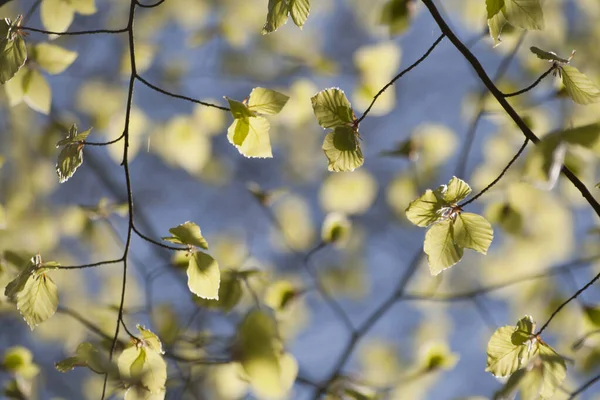 Folhas Faia Jovem Árvore Florescendo Primavera — Fotografia de Stock