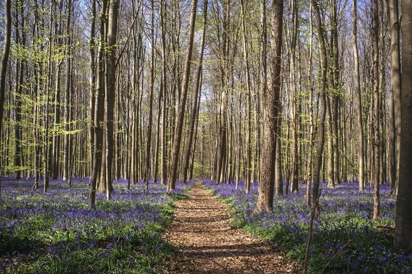 path in the bluebells forest