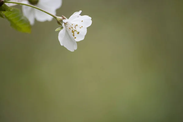 Cherry Tree Flower Blooming Early Spring Green Nature — Stock Photo, Image