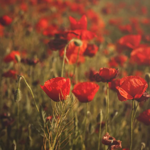 Röda Vallmo Blommor Närbild — Stockfoto