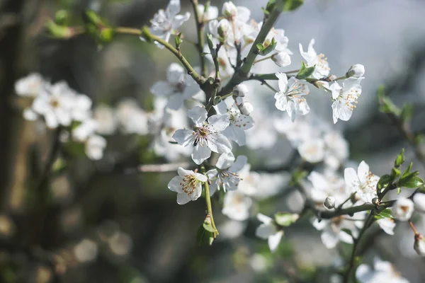 Cherry Tree Flowers Blooming Early Spring — Stock Photo, Image