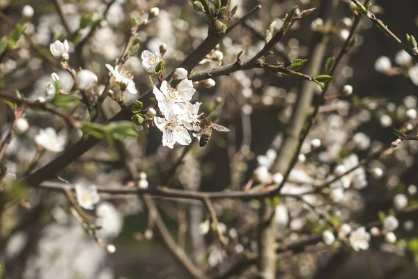 早春に咲く桜の花を受粉させ — ストック写真