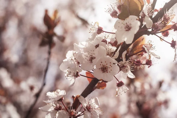 Cherry Tree Flowers Blooming Springtime — Stock Photo, Image