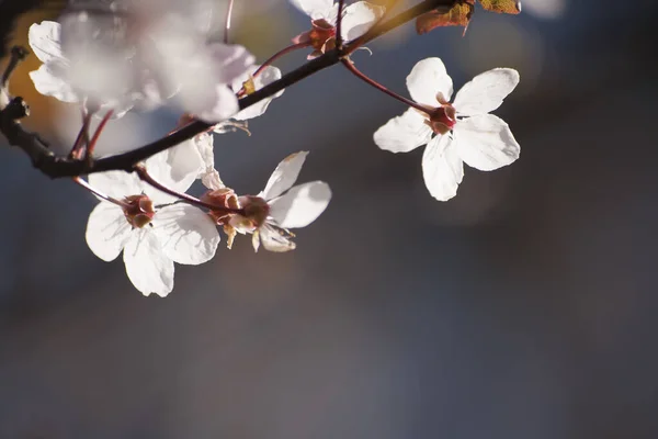 White Cherry Tree Flowers Blooming Early Spring — Stock Photo, Image