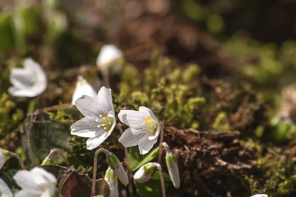 Yabani Şakayık Nemorosa Ahşap Şakayık Beyaz Çiçekler Açar — Stok fotoğraf