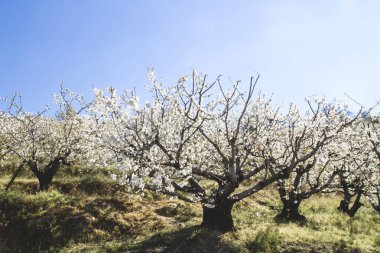 Valle del Jerte 'de ilkbahar kiraz ağaçları 