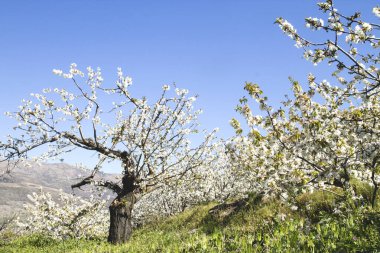İlkbahar manzarası Valle del Jerte 'de kiraz ağaçları çiçek açıyor.