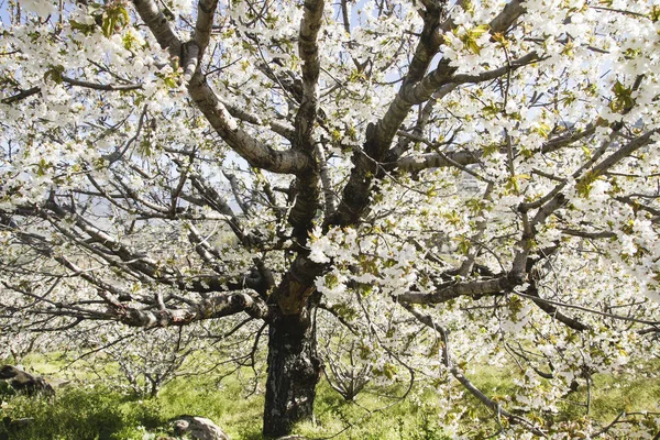 Fiori Ciliegio Valle Del Jerte Spagna — Foto Stock