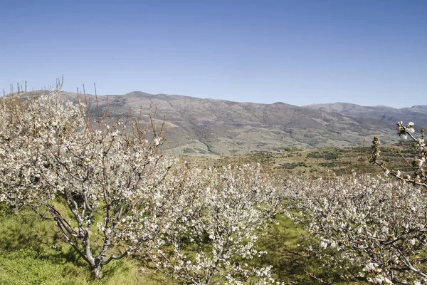Frühlingslandschaft Valle Del Jerte Mit Kirschblüten — Stockfoto