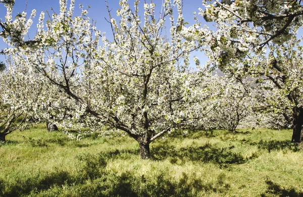 Κερασιές Ανθίζουν Την Άνοιξη Valle Del Jerte Extremadura — Φωτογραφία Αρχείου