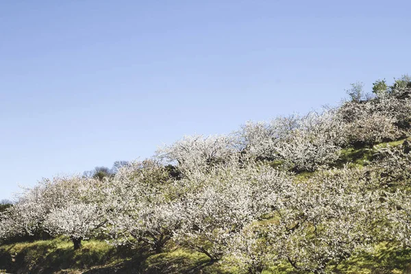 Florestas Valle Del Jerte España — Foto de Stock