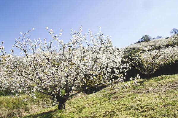 Kwitną Wiśnie Valle Del Jerte Estremadura Hiszpania — Zdjęcie stockowe