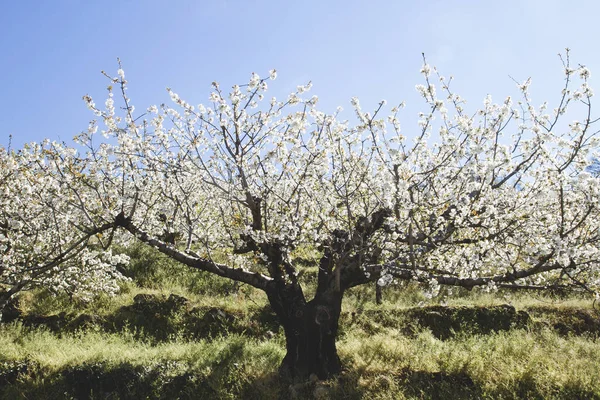 Springtime Cherry Blossom White Flowers — Stock Photo, Image