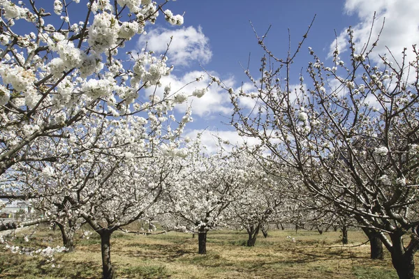 Springtime Cherry Trees Blossom White Flowers Valle Del Jerte — Stock Photo, Image